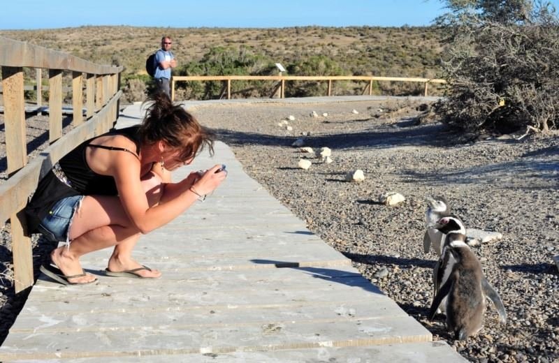 Punta Tombo con Box Lunch + City Tour 3