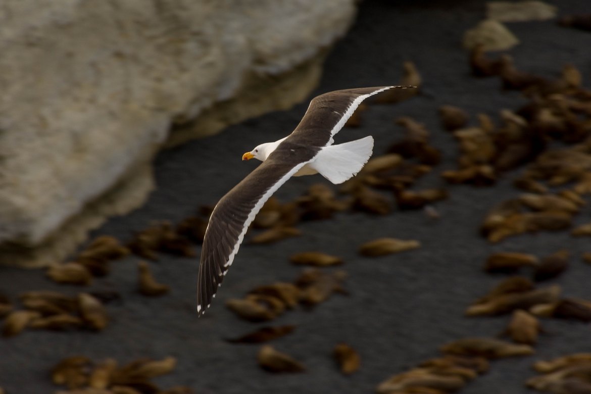 Punta Loma + City Tour de Puerto Madryn 1