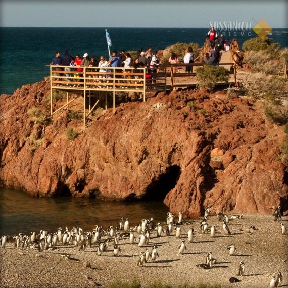 Punta Tombo 4