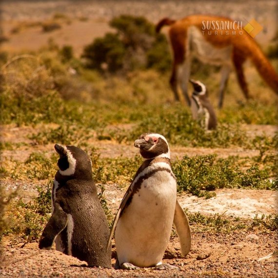 Punta Tombo 3