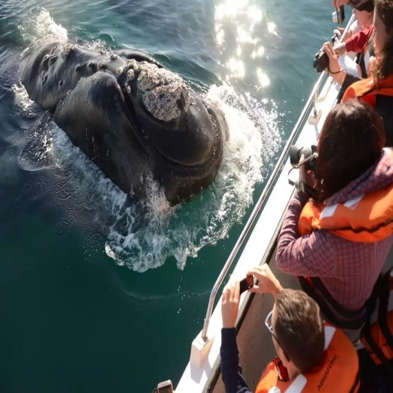 Avistaje de Ballenas Embarcado 3