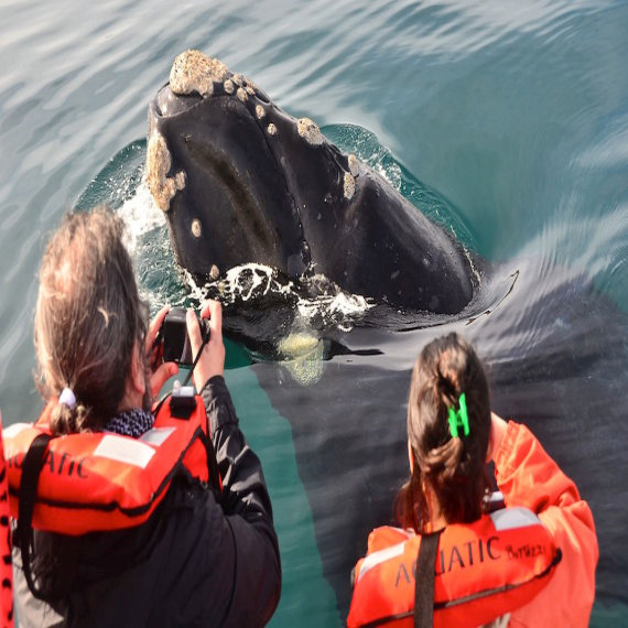 Avistaje de Ballenas Embarcado 4