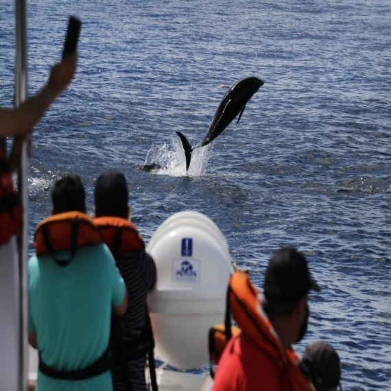 Paseo Náutico en Búsqueda de Delfines 2