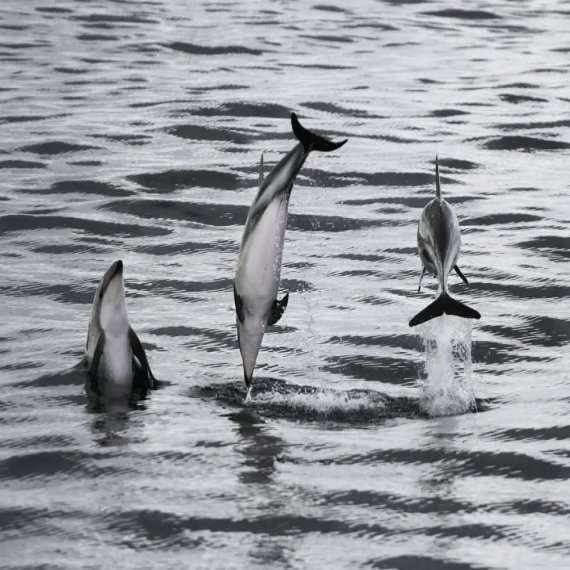 Paseo Náutico en Búsqueda de Delfines 3