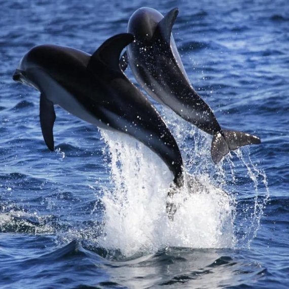 Paseo Náutico en Búsqueda de Delfines