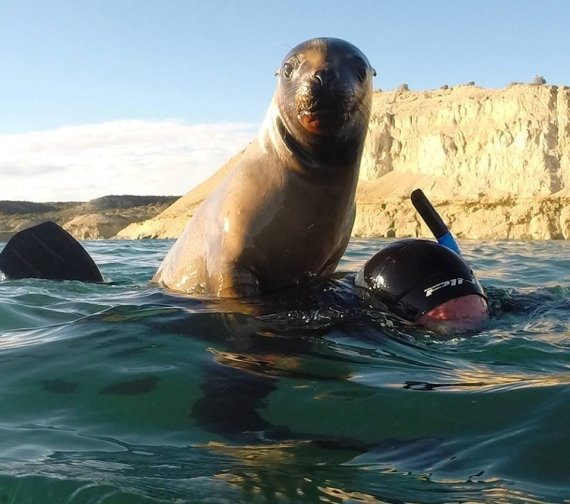 Snorkeling con Lobos Marinos 2