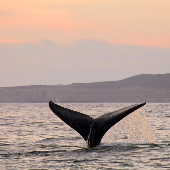Solo Ballenas