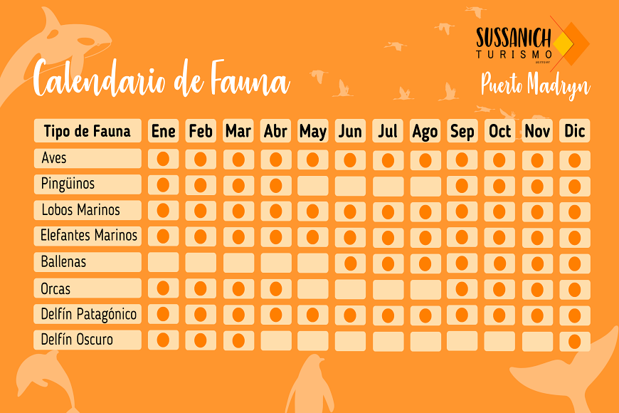 Calendario de fauna Puerto Madryn y Península Valdés