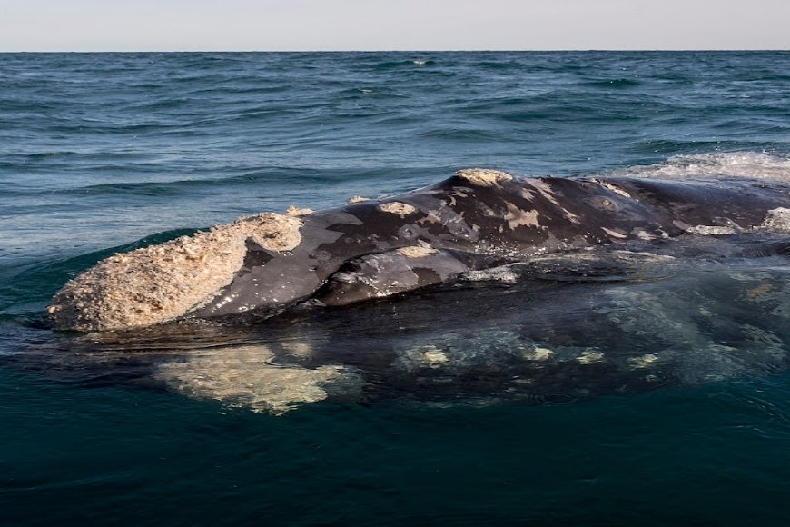 Calendario de fauna Puerto Madryn y Península Valdés