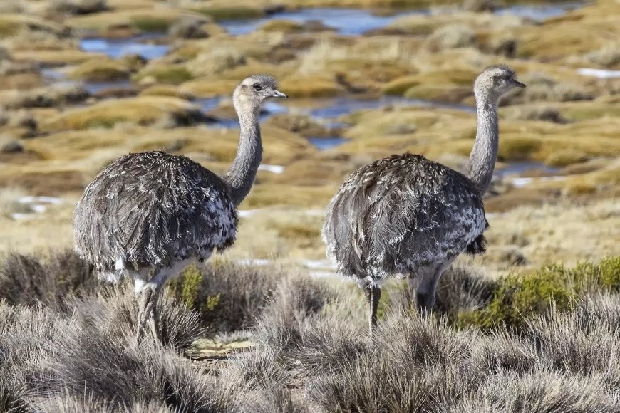 Calendario de fauna Puerto Madryn y Península Valdés