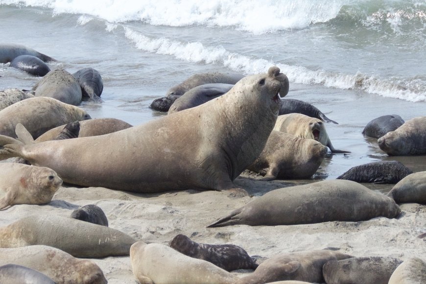 Calendario de fauna Puerto Madryn y Península Valdés