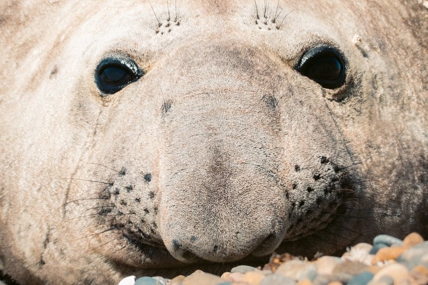 Calendario de fauna Puerto Madryn y Península Valdés