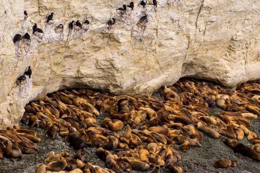Calendario de fauna Puerto Madryn y Península Valdés