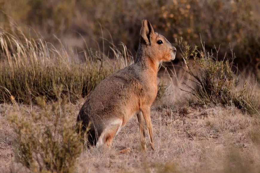 Calendario de fauna Puerto Madryn y Península Valdés
