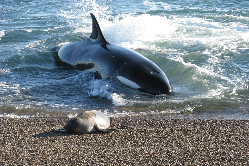 Calendario de fauna Puerto Madryn y Península Valdés