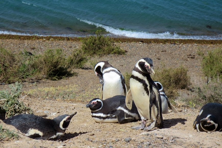 Calendario de fauna Puerto Madryn y Península Valdés